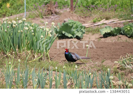 田野裡的洋蔥花莖和一隻野雞 138443051