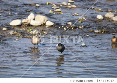 A coot and a mallard resting on one leg by the water's edge. A coot and a mallard resting on one leg by the water's edge. 138443052