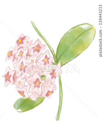 A hand-painted watercolor illustration of blooming Hoya carnosa flowers. A hand-painted watercolor illustration of blooming Hoya carnosa flowers. 138443213
