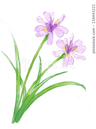 A hand-painted watercolor illustration of blooming Iris gracilipes flowers. A hand-painted watercolor illustration of blooming Iris gracilipes flowers. 138443221
