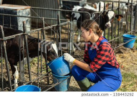 European girl holds bucket filled with water and waters calves in street pen. 138443292