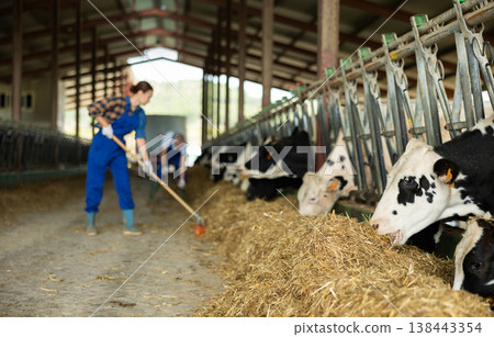 Its feeding time in cowshed. In background, employee in overalls cleans room 138443354