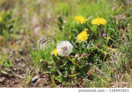 Dandelions blooming in the spring field Dandelions blooming in the spring field 138443803