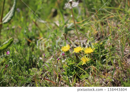 Dandelions blooming in the spring field Dandelions blooming in the spring field 138443804