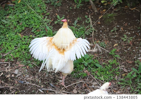 A chicken moving with its wings spread. 138443805