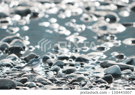 一隻白鶺鴒站在水邊仰望天空。 一隻白鶺鴒站在水邊仰望天空。 138443807