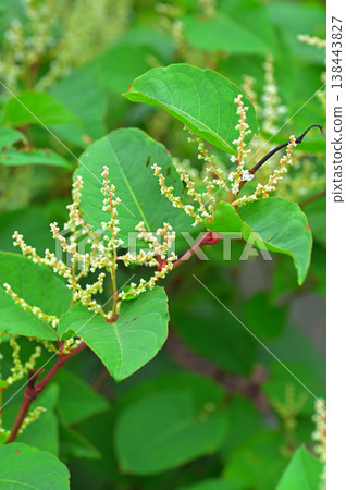 伊豆半島,伊豆山脊步道上的伽蘭山附近:日本虎杖 伊豆半島,伊豆山脊步道上的伽蘭山附近:日本虎杖 138443827