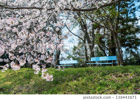 春日公園裡，櫻花盛開，旁邊擺放著一張藍色長椅。 138443871