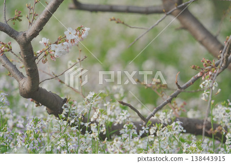 Somei Yoshino cherry blossoms just beginning to bloom and sea radishes Somei Yoshino cherry blossoms just beginning to bloom and sea radishes 138443915
