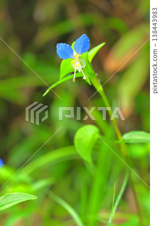 Izu Peninsula, Izu Mountain Ridge Trail, Garansan Mountain, Commelina communis 138443983