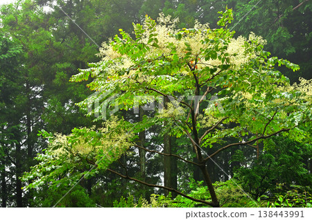 伊豆半島，伊豆山脊步道上的加蘭山附近，生長著一棵刺五加樹（Aralia elata tree）。 138443991