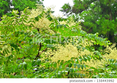 伊豆半島,伊豆山脊步道上的加蘭山附近,生長著一棵刺五加樹(Aralia elata tree)。 伊豆半島,伊豆山脊步道上的加蘭山附近,生長著一棵刺五加樹(Aralia elata tree)。 138443992