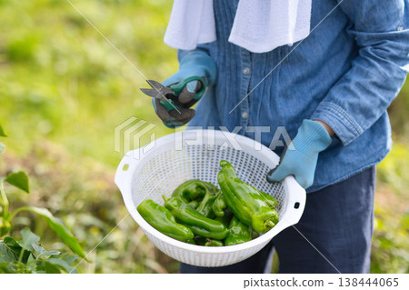 Woman harvesting vegetables 138444065