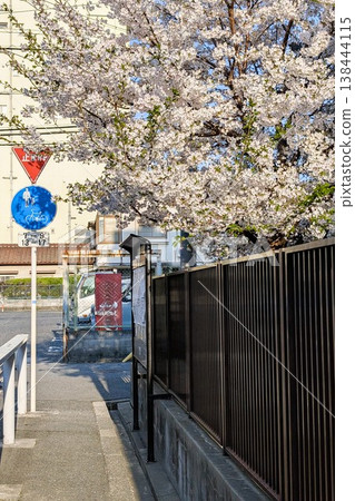 The cherry blossoms blooming on the elementary school grounds in spring are beautiful. 138444115