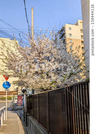 春天，小學操場上盛開的櫻花非常美麗。 138444116