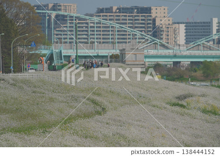 蘿蔔盛開 138444152