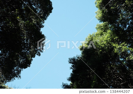 延伸在天空的樹 138444207