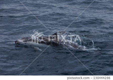 初夏的典型景象：海豚噴水（陸奧灣） 138444286