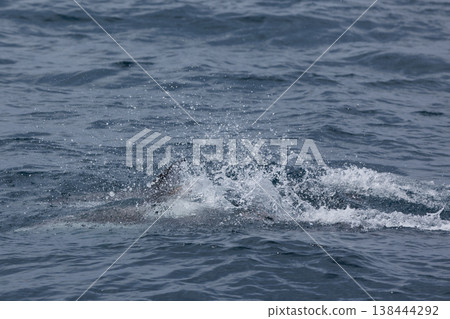 A quintessential early summer sight: dolphins swimming in Mutsu Bay (Aomori Prefecture) A quintessential early summer sight: dolphins swimming in Mutsu Bay (Aomori Prefecture) 138444292