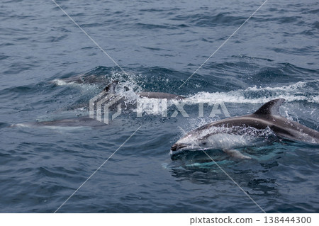 A quintessential early summer sight: dolphins swimming in Mutsu Bay (Aomori Prefecture) 138444300