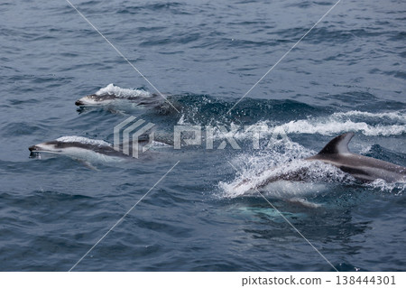 A quintessential early summer sight: dolphins swimming in Mutsu Bay (Aomori Prefecture) A quintessential early summer sight: dolphins swimming in Mutsu Bay (Aomori Prefecture) 138444301