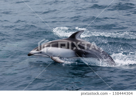 A Pacific white-sided dolphin jumps out of the water while swimming in Mutsu Bay (Wakinozawa, Aomori Prefecture) A Pacific white-sided dolphin jumps out of the water while swimming in Mutsu Bay (Wakinozawa, Aomori Prefecture) 138444304