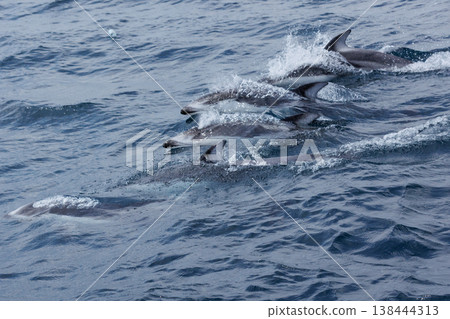 初夏的典型景象：太平洋白側海豚在陸奧灣（青森縣）游泳 138444313