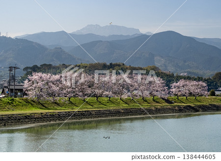 櫻花樹後面的石槌山 櫻花樹後面的石槌山 138444605