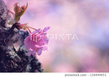 Cherry blossoms blooming from the trunk 138444651