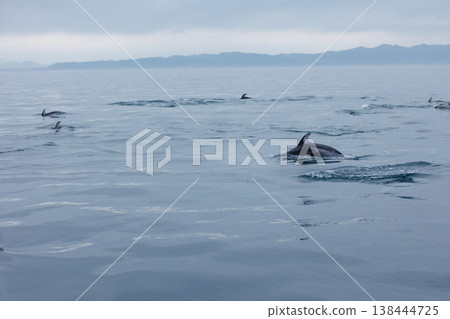 一隻太平洋白側海豚靠近駛入陸奧灣（青森縣）的船隻 138444725