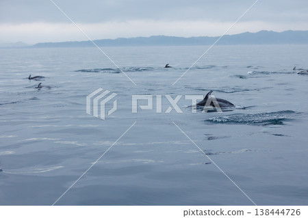 A Pacific white-sided dolphin approaches a ship entering Mutsu Bay (Aomori Prefecture) A Pacific white-sided dolphin approaches a ship entering Mutsu Bay (Aomori Prefecture) 138444726