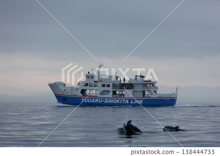 陸奧灣渡輪（日本鬣羚）和海豚（青森縣） 138444733