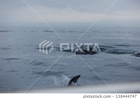 青森縣初夏的典型景象：太平洋白側海豚靠近船隻（陸奧灣） 138444747