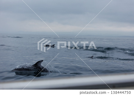 A common sight in early summer in Aomori Prefecture: Pacific white-sided dolphins approaching boats (Mutsu Bay) 138444750