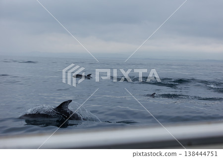 青森縣初夏的典型景象:太平洋白側海豚靠近船隻(陸奧灣) 青森縣初夏的典型景象:太平洋白側海豚靠近船隻(陸奧灣) 138444751