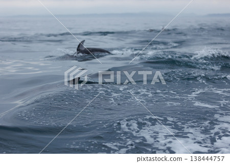 A common sight in early summer in Aomori Prefecture: Pacific white-sided dolphins approaching boats (Mutsu Bay) A common sight in early summer in Aomori Prefecture: Pacific white-sided dolphins approaching boats (Mutsu Bay) 138444757