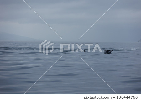 A common sight in early summer in Aomori Prefecture: Pacific white-sided dolphins approaching boats (Mutsu Bay) A common sight in early summer in Aomori Prefecture: Pacific white-sided dolphins approaching boats (Mutsu Bay) 138444766