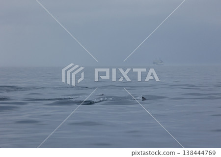 青森縣初夏的典型景象：太平洋白側海豚靠近船隻（陸奧灣） 138444769