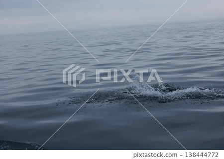 青森縣初夏的典型景象:太平洋白側海豚靠近船隻(陸奧灣) 青森縣初夏的典型景象:太平洋白側海豚靠近船隻(陸奧灣) 138444772