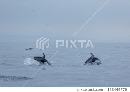 青森縣初夏的典型景象：太平洋白側海豚靠近船隻（陸奧灣） 138444776