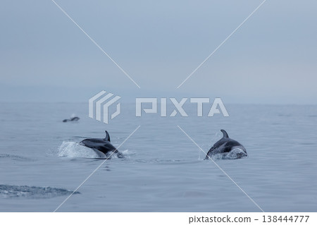 青森縣初夏的典型景象：太平洋白側海豚靠近船隻（陸奧灣） 138444777