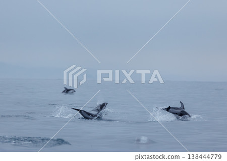 A common sight in early summer in Aomori Prefecture: Pacific white-sided dolphins approaching boats and jumping out of the water (Mutsu Bay) A common sight in early summer in Aomori Prefecture: Pacific white-sided dolphins approaching boats and jumping out of the water (Mutsu Bay) 138444779