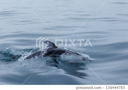 初夏的典型景象:太平洋白側海豚向船隻遊來(陸奧灣) 初夏的典型景象:太平洋白側海豚向船隻遊來(陸奧灣) 138444783