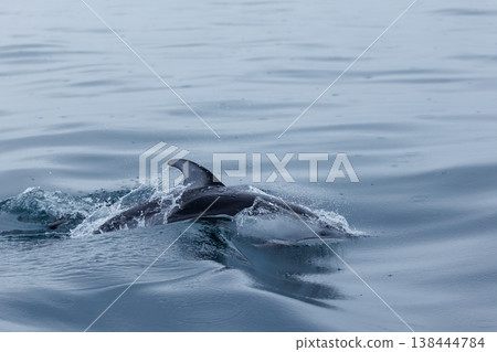 A typical sight of early summer: Pacific white-sided dolphins approaching a boat (Mutsu Bay) A typical sight of early summer: Pacific white-sided dolphins approaching a boat (Mutsu Bay) 138444784