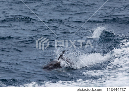 初夏的標誌：太平洋白側海豚的背鰭進入陸奧灣（青森縣） 138444787