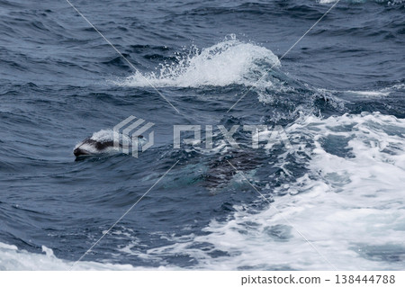 初夏的徵兆：太平洋白側海豚進入陸奧灣（青森縣） 138444788