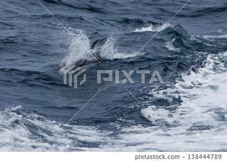 初夏的標誌:太平洋白側海豚的背鰭進入陸奧灣(青森縣) 初夏的標誌:太平洋白側海豚的背鰭進入陸奧灣(青森縣) 138444789