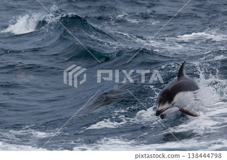 A quintessential early summer sight: Pacific white-sided dolphins playing by jumping out of the waves created by ships entering Mutsu Bay (Aomori Prefecture) A quintessential early summer sight: Pacific white-sided dolphins playing by jumping out of the waves created by ships entering Mutsu Bay (Aomori Prefecture) 138444798