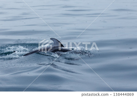 初夏的象徵：陸奧灣（青森縣）的太平洋白側海豚 138444869