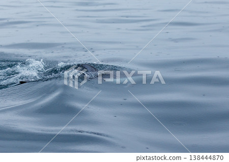 A symbol of early summer: Pacific white-sided dolphins in Mutsu Bay (Aomori Prefecture) A symbol of early summer: Pacific white-sided dolphins in Mutsu Bay (Aomori Prefecture) 138444870
